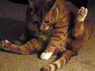 Masturbating Cat