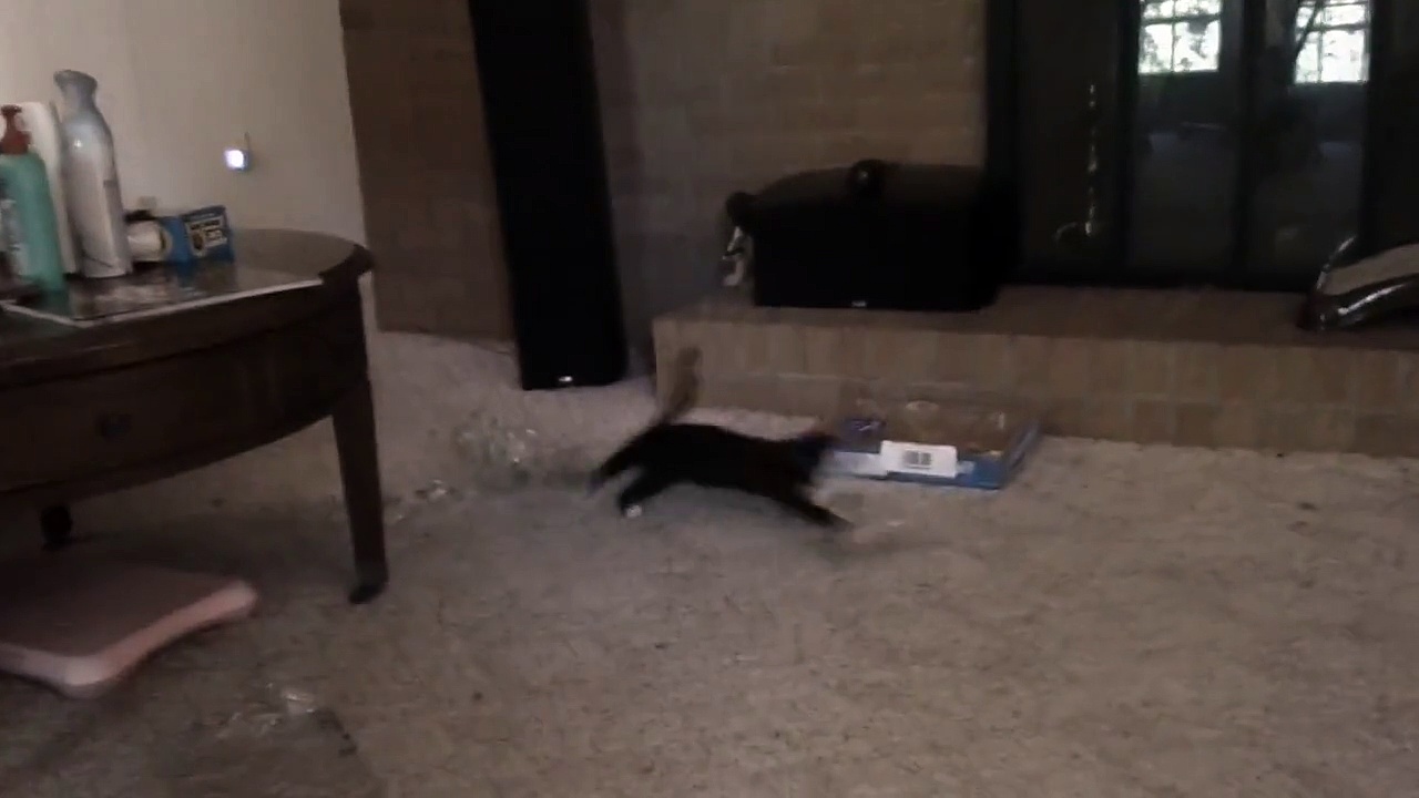 Playful in the Morning and Rec for Calming Collar Pheromone Aromatherapy