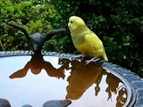 Perruche ondulée qui découvre timidement une vasque pour oiseaux