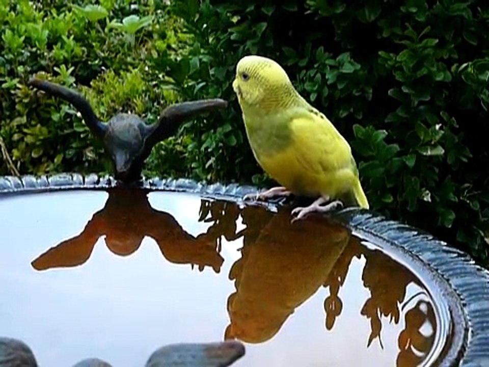 Perruche ondulée qui découvre timidement une vasque pour oiseaux