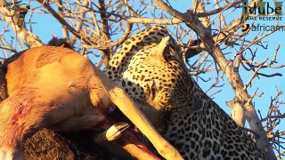 Male Leopard Eating An Impala As Hyenas Wait Below! #youtubeZA