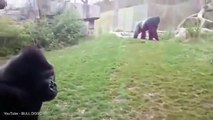 Silverback Gorilla Attacks After Little Girl Pounds Chest — Smashes Three Inch Glass Video