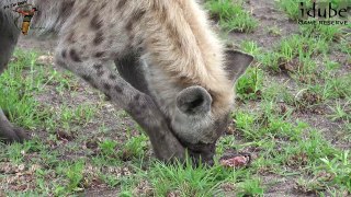 Hyena Steals A Fish (4K Video) #youtubeZA