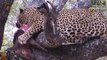 Male Leopard Kills, Eats Warthog, Hyena Tries To Steal Warthog Kill (Leopard Vs Warthog Vs Hyena)