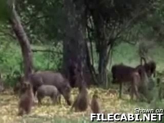 Animals Get Drunk on Fermented fruit at The Lake