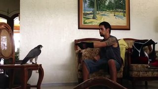 Falconry philippines