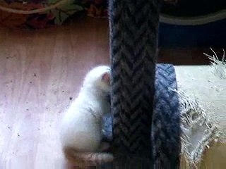 First 2008 Turkish Van Litter