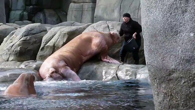 Walross Fütterung im Tierpark Hagenbeck