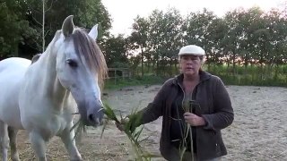 Energy or words in communicating with Horses