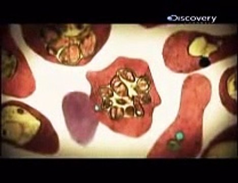 Parasitos Asesinos Abril 2010 Part.4