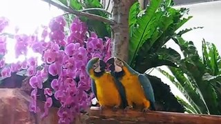 台灣國際蘭花展--金鋼鸚鵡