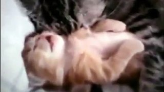 Кошка обнимает котенка, которому снится страшный сон