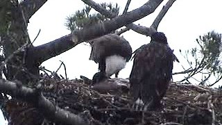 Maine Eagles feeding