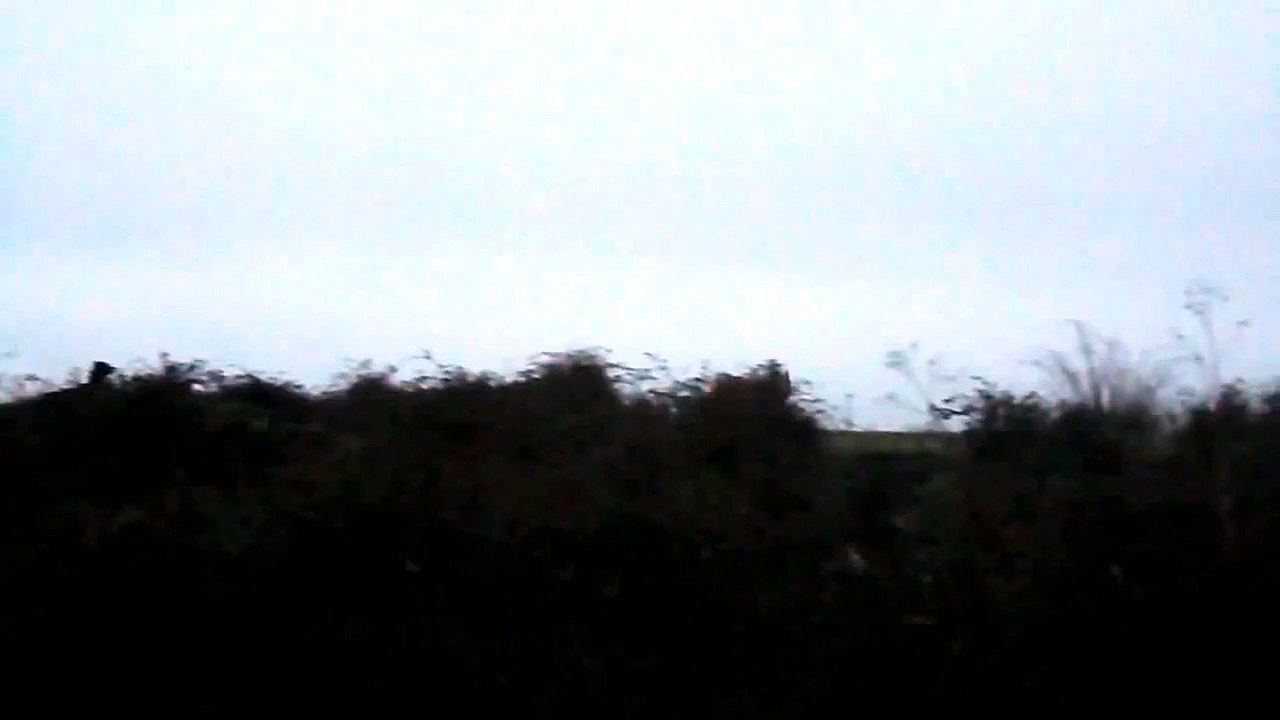 BULL Rough Collie "Tribute two years friendship"