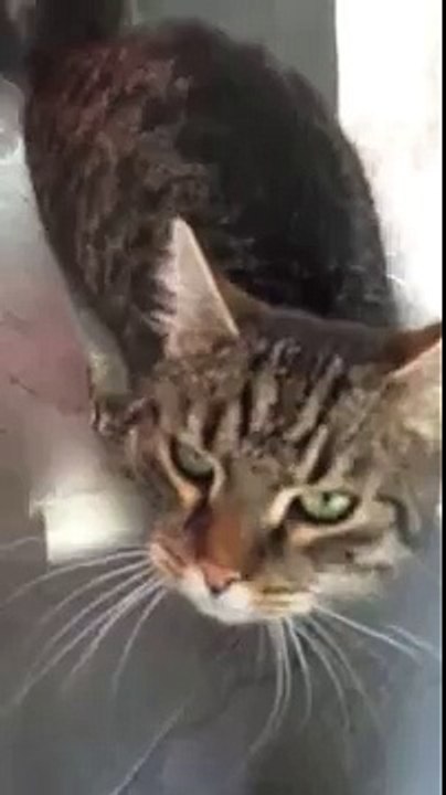 Funny Cat coughing and hiccuping