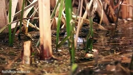 Czech Wildlife: Skokan ostronosý (Rana arvalis)