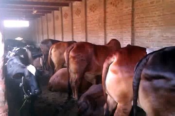 Most Beautiful Biggest Sahiwal Bachre Qurbani 2015