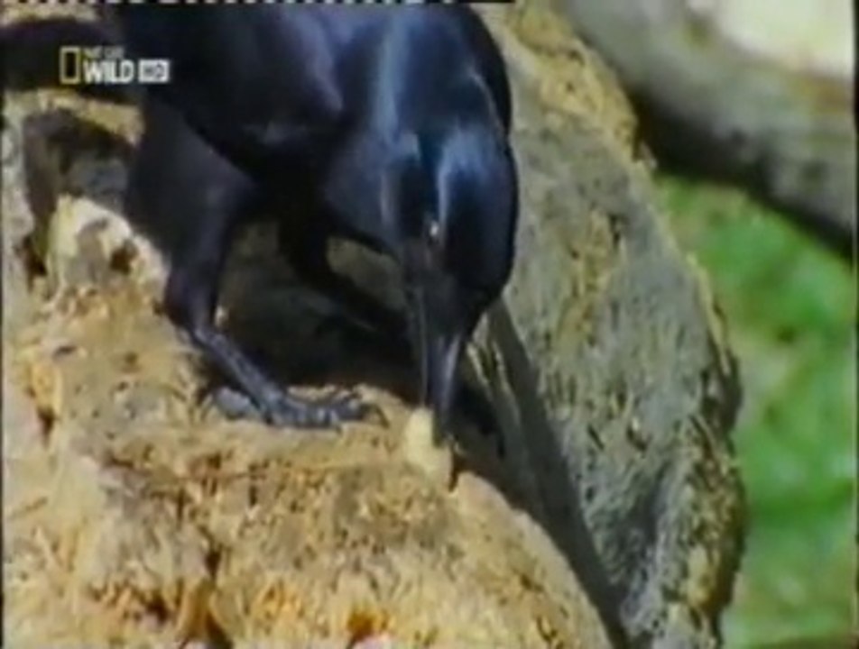 Cuervos de Nueva Caledonia: Inteligencia animal