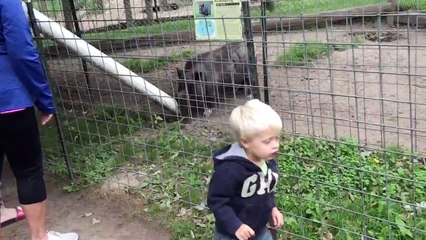 Paul Bunyan's Animal Farm Pot Bellied Pig