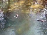 Two Cormorants Fighting Over Fish