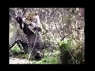 Hungry jaguar hunts Feral Wild boar  wild animal attack  fight deadly