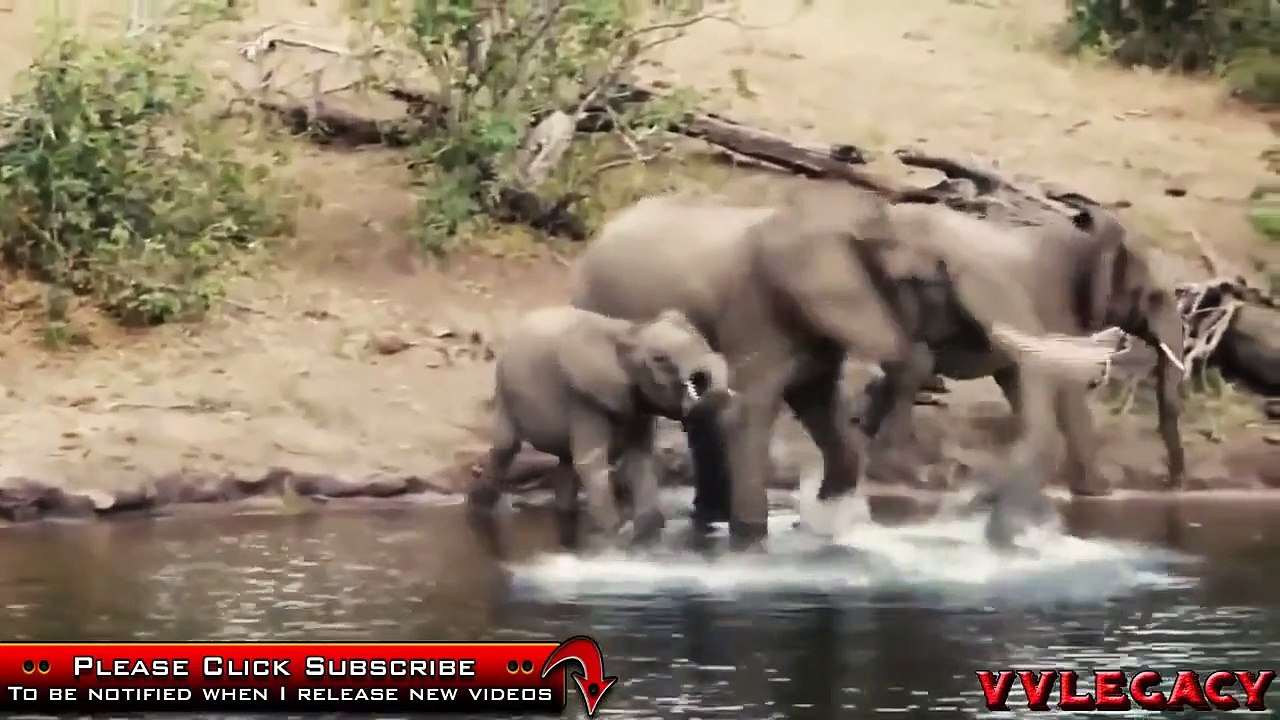 Crocodile Attacks Large Elephant In a River at Wild Africa HD
