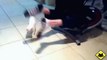 FUNNY VIDEOS  Funny Cats - Funny Cat Videos - Funny Animals - Funny Fails - Cats Chasing Shadows.mp4