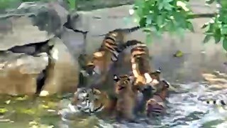 Baby Tiger Pool Party!!