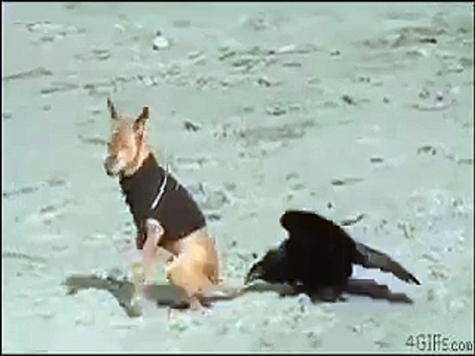 funny animal