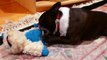 Philo the Boston Terrier tearing up his Abominable Snowman toy