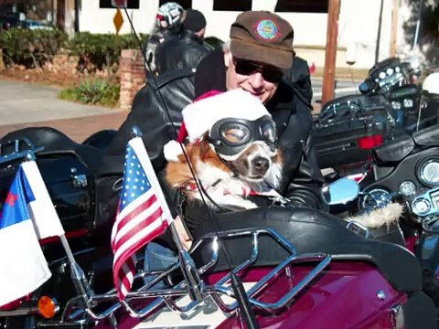 Chewy Biker Dog ( High on the Hog courtesy of MeanStreet Riders)
