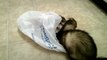 FERRETS PLAYING IN PLASTIC BAG