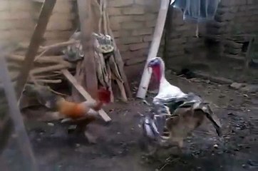 Versus xD Comparison