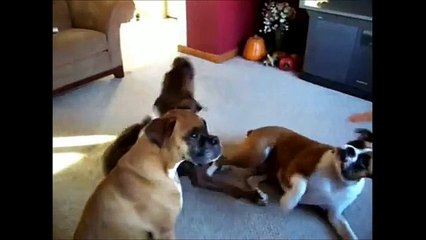 Animals Playing Dead Compilation