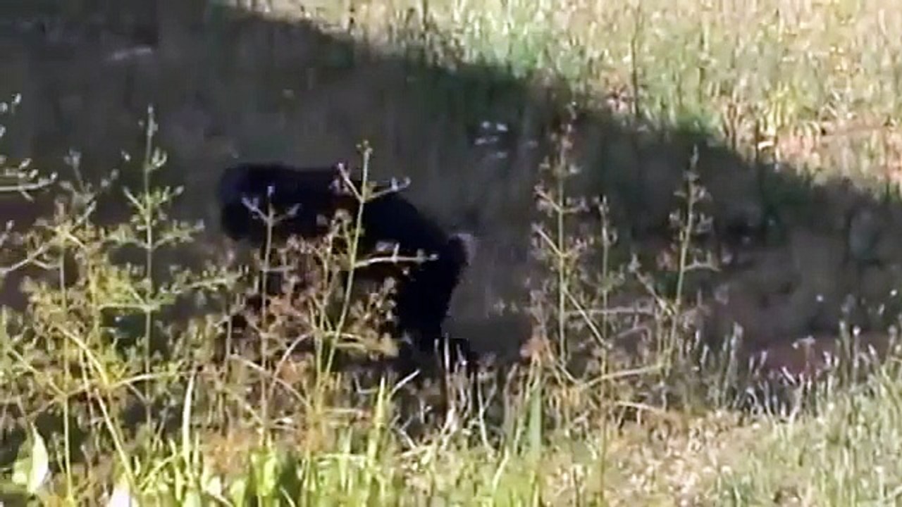 Apes Loves to Mate | Wild Bonobo in Action