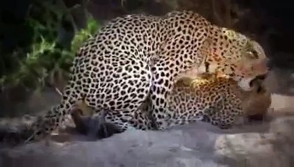 Animals mate cute  Leopards Animal funny