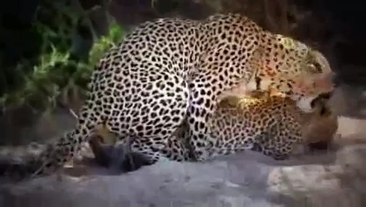 Animals mate cute  Leopards Animal funny