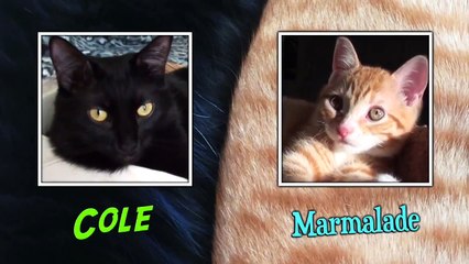 How To Introduce 2 Cats