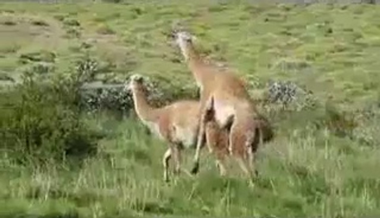 Wild Animals animal funny Funny