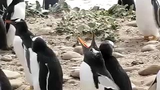 Penguins Talk to the Camera man