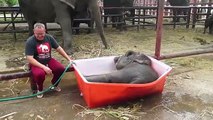 Baby Elephant Bathing 'Double Trouble'