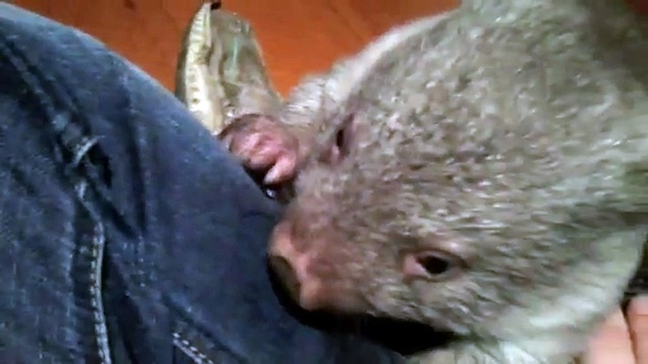 Crazy Baby Wombat Playing