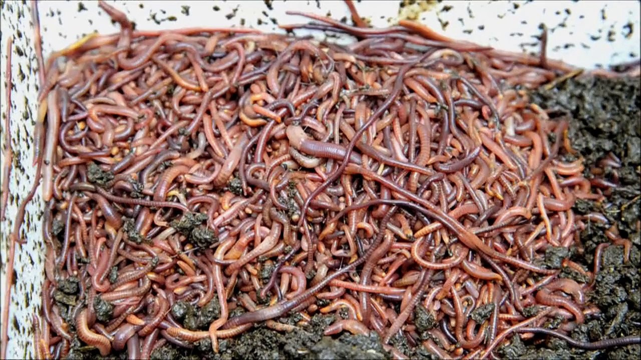 Kekse aus regenwürmern: ekel-wunder-snack aus den anden