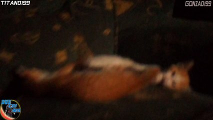 Gatos Peleando A Muerte +99