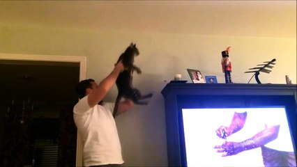 Cat and Owner Chasing a Bug