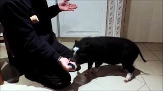 Train your Mini-Pig to fetch.