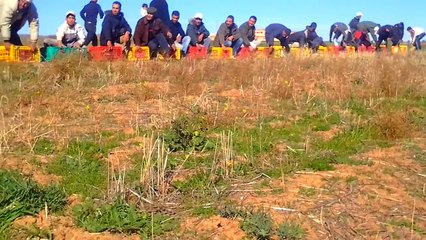 افتتاح موسم السباق // الجمعية الزيانية لحمام السباق (الحمام الزاجل) مطلق 03/01/2014