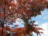 A short trip to Kyoto, Nov 25, 2011