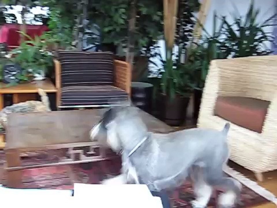 Standard Schnauzer and Lakeland Terrier