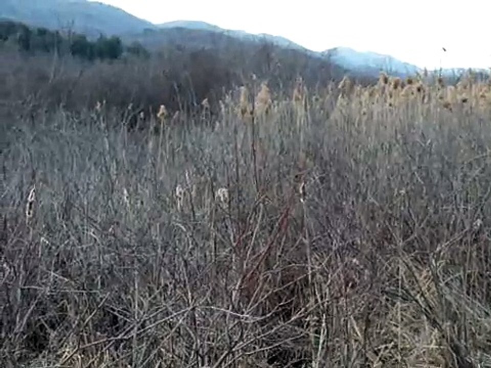Yellow Rail (?) in West Rutland Marsh